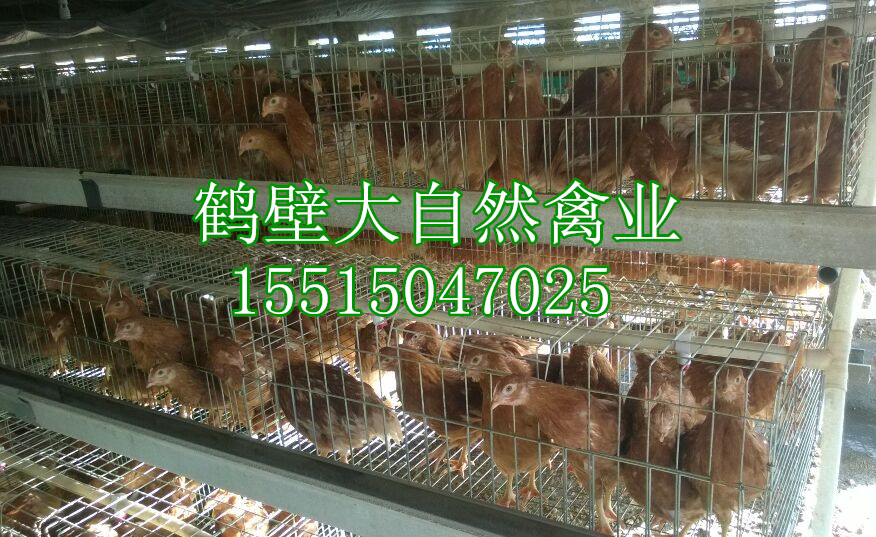 廠家供應(yīng)-蛋雞青年雞60天蛋雞苗