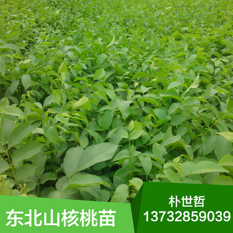 核桃苗圖片/核桃苗樣板圖 (3)