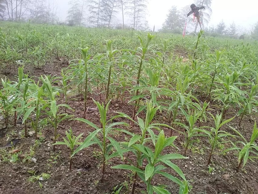 中藥材種植圖片/中藥材種植樣板圖 (4)