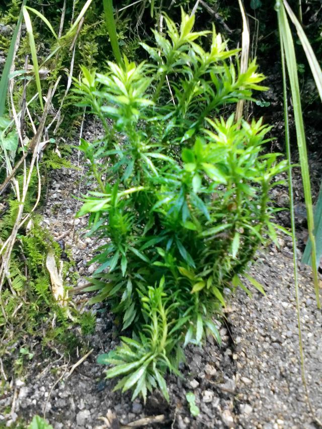 中藥材種植圖片/中藥材種植樣板圖 (2)