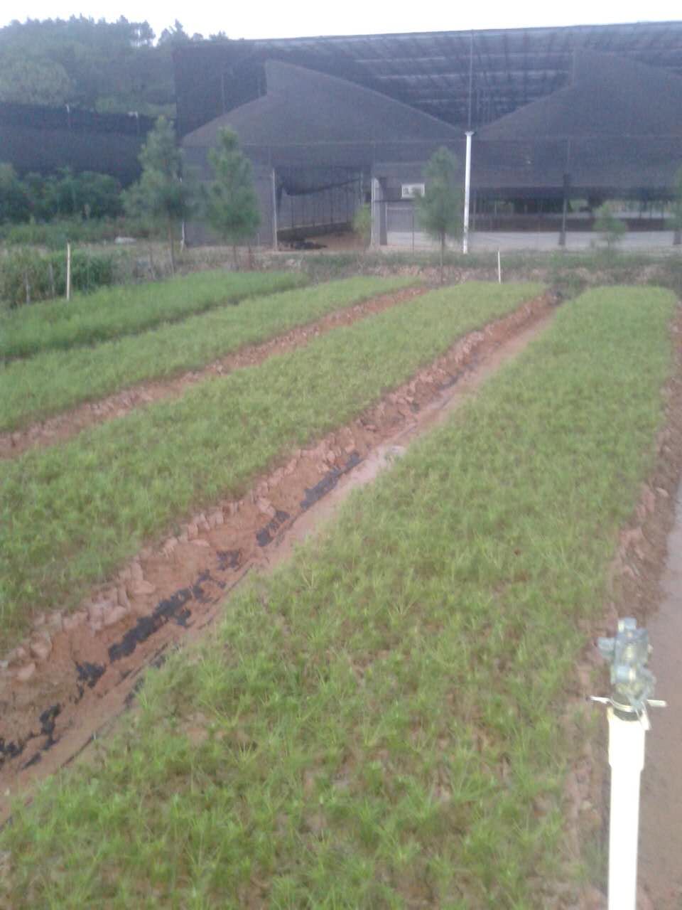 濕地松-廣東濕地松-松樹苗價(jià)格圖片/濕地松-廣東濕地松-松樹苗價(jià)格樣板圖 (3)