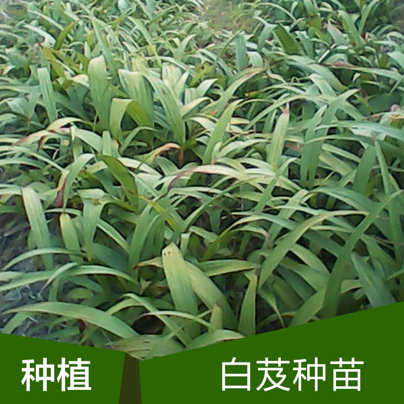 白芨種苗圖片/白芨種苗樣板圖 (4)