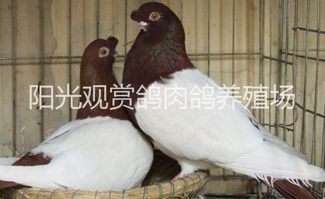 供應(yīng)外系觀賞鴿