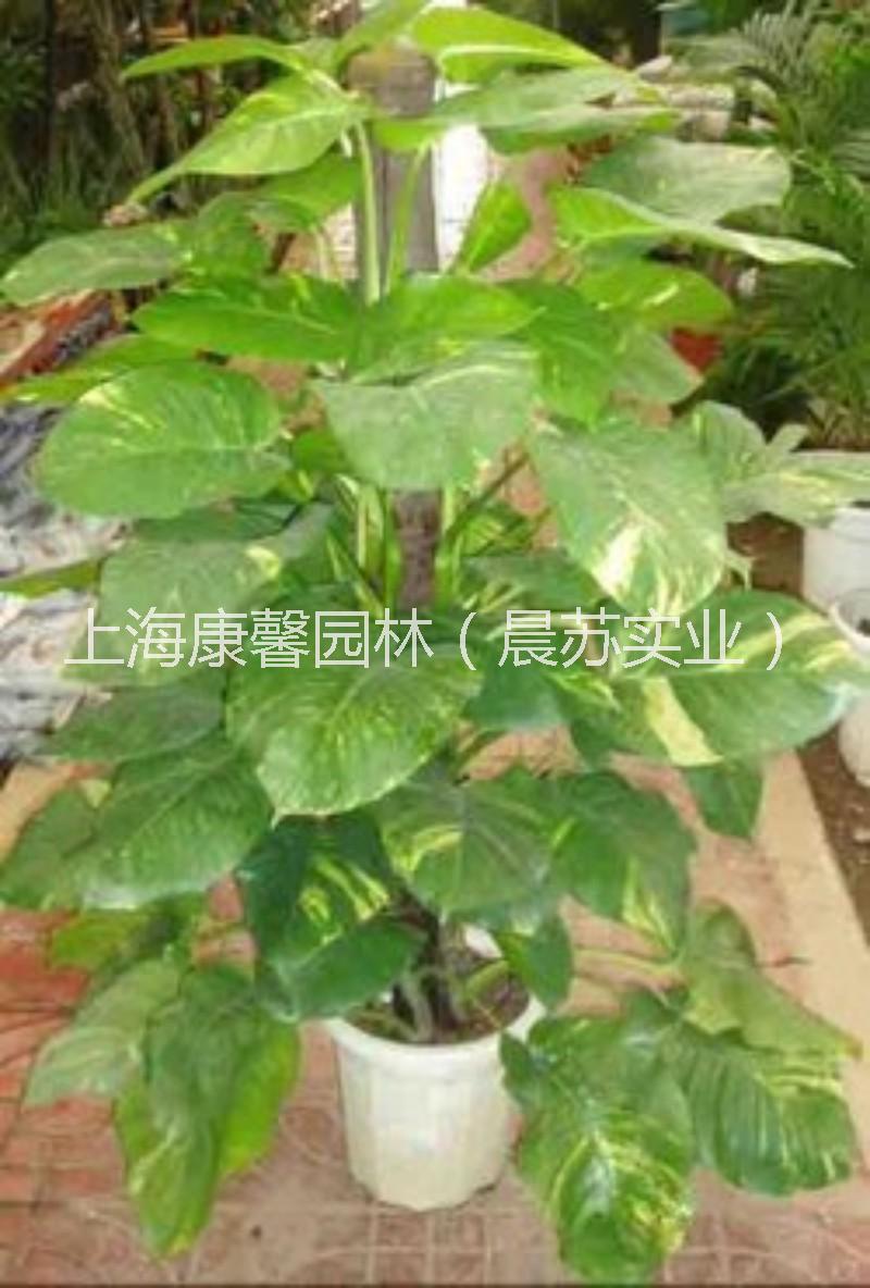 上海市绿植租摆厂家绿植租摆 潼南区酒店绿植租摆电话，潼南区酒店绿植租摆服务电话