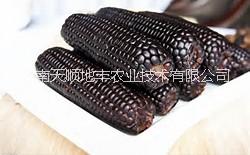 黑玉米種子圖片/黑玉米種子樣板圖 (1)