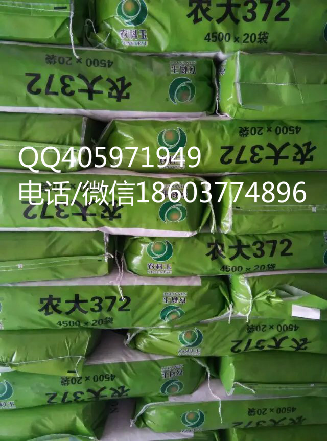 供應(yīng)用于農(nóng)業(yè)生產(chǎn)的高產(chǎn)抗病農(nóng)大372玉米種子 高產(chǎn)抗病紅軸大農(nóng)大372玉米種子