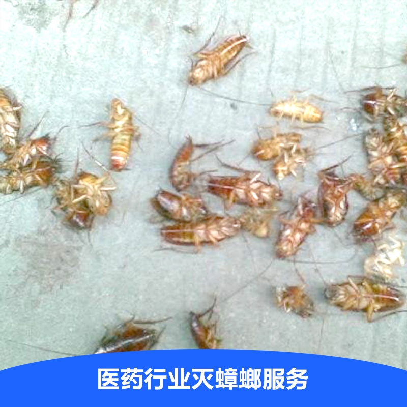 滅蟑螂服務圖片/滅蟑螂服務樣板圖 (3)