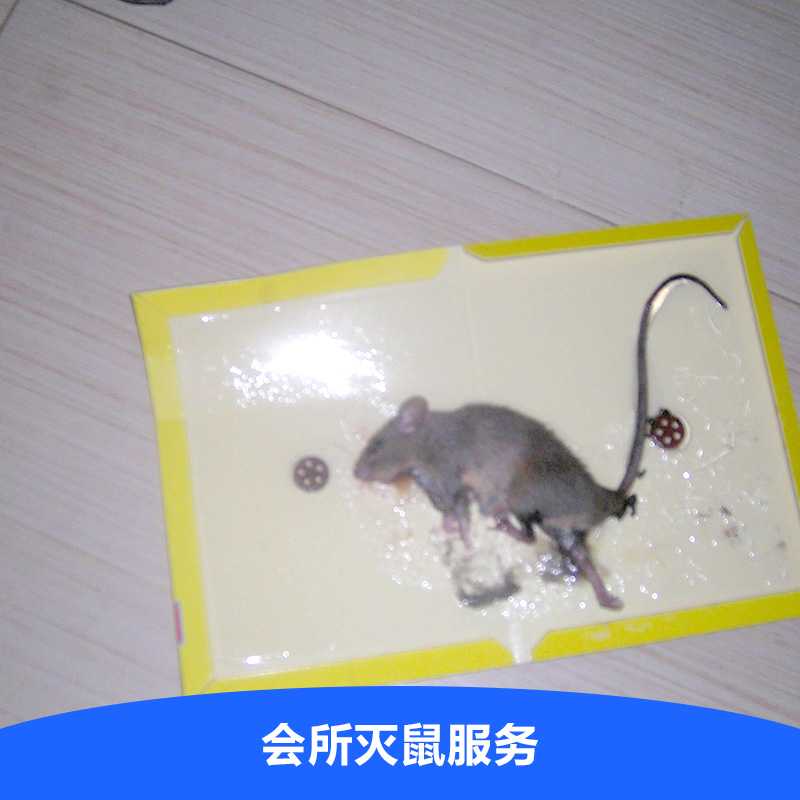 滅老鼠公司圖片/滅老鼠公司樣板圖 (1)