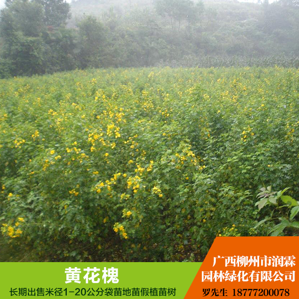 供應廣西黃花槐  5-10公分  有意者，電話聯(lián)系