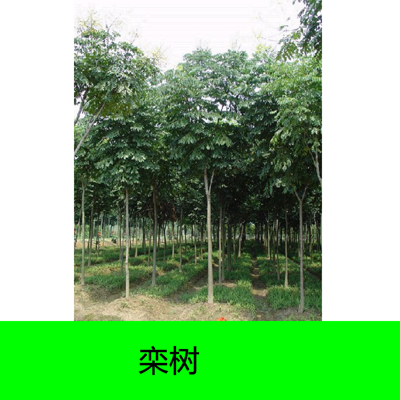 供应8公分栾树价格，20公分栾树价格，栾树种植基地图片