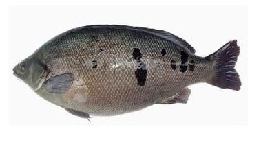 寶石鱸魚圖片/寶石鱸魚樣板圖 (2)