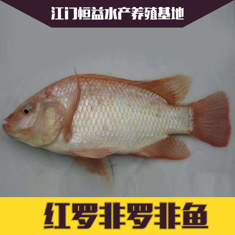 供應(yīng)江門開平長(zhǎng)期供應(yīng)紅羅非價(jià)格  淡水魚苗大量供應(yīng) 優(yōu)質(zhì)紅羅非魚苗 彩虹鯛魚苗