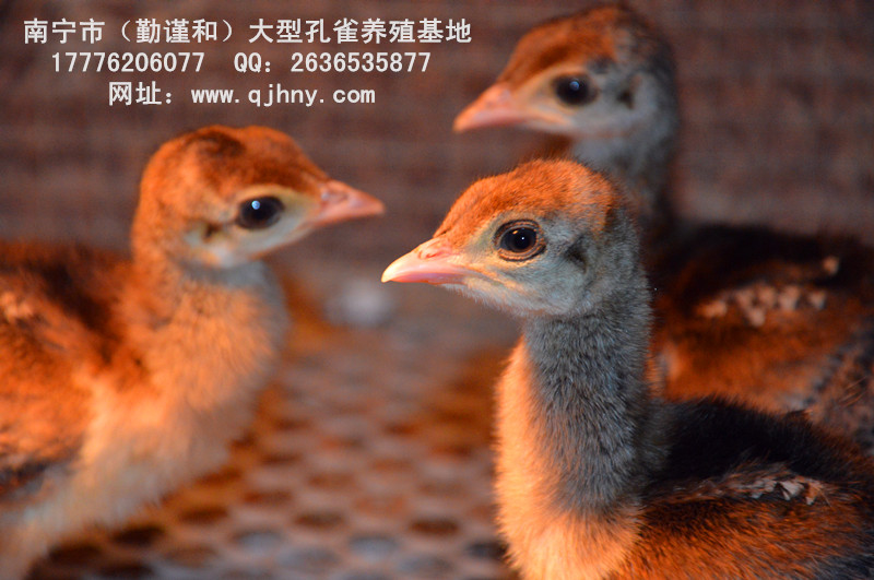 廣西孔雀苗-2016優(yōu)質(zhì)孔雀圖片