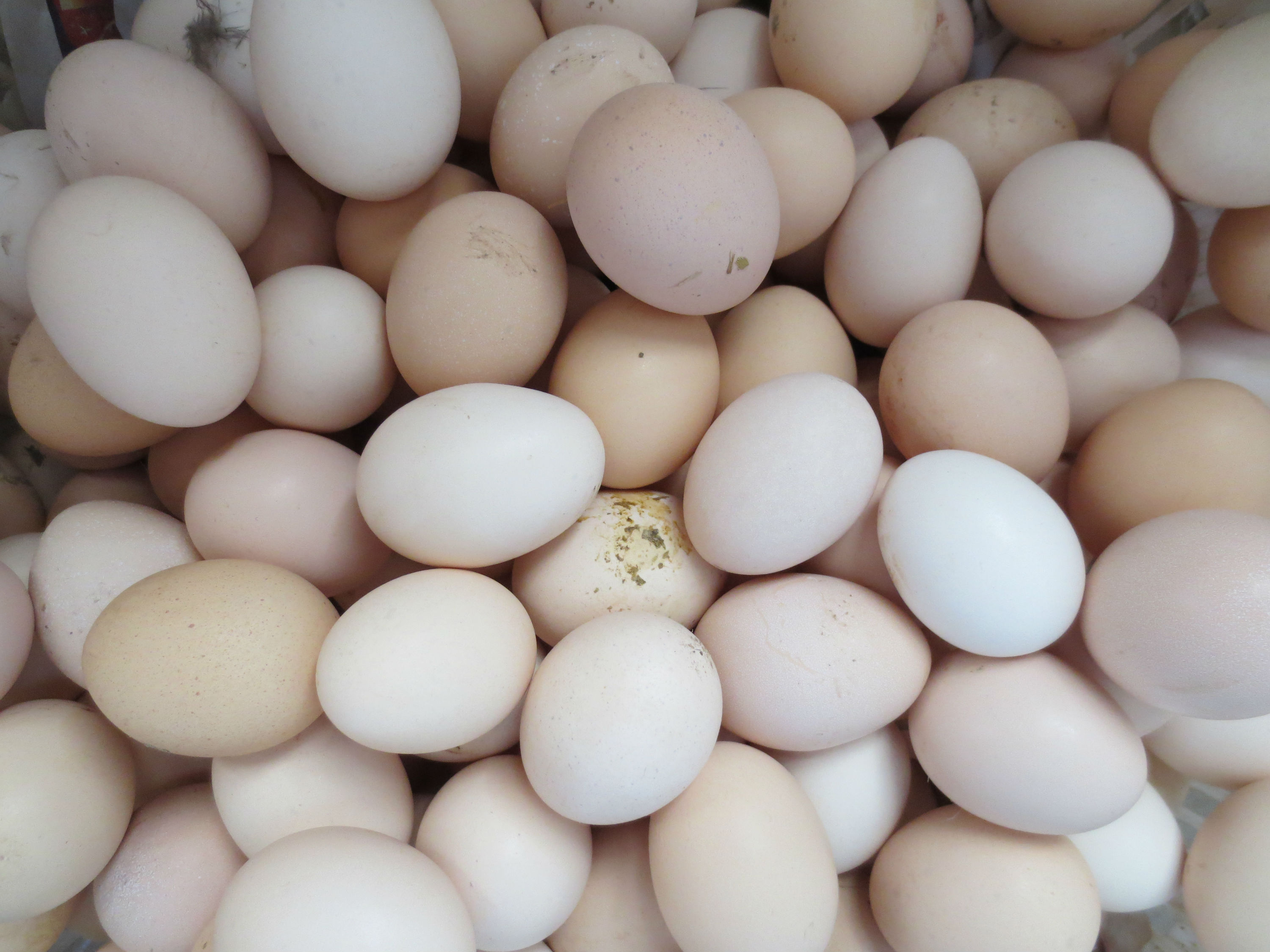 山東來蛋加工，種蛋，加工孵化笨雞苗，小鵝苗