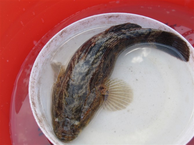 筍殼魚苗批發(fā)零售 大量供應(yīng)圖片