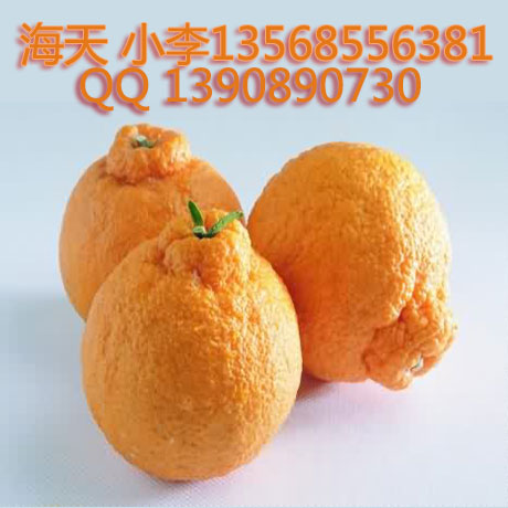柑橘苗圖片/柑橘苗樣板圖 (4)
