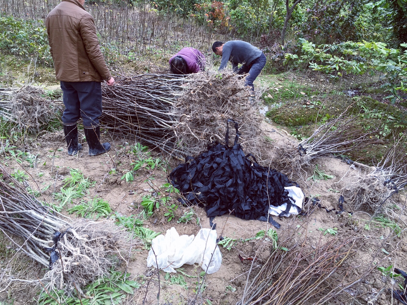 青花梨苗木圖片/青花梨苗木樣板圖 (1)
