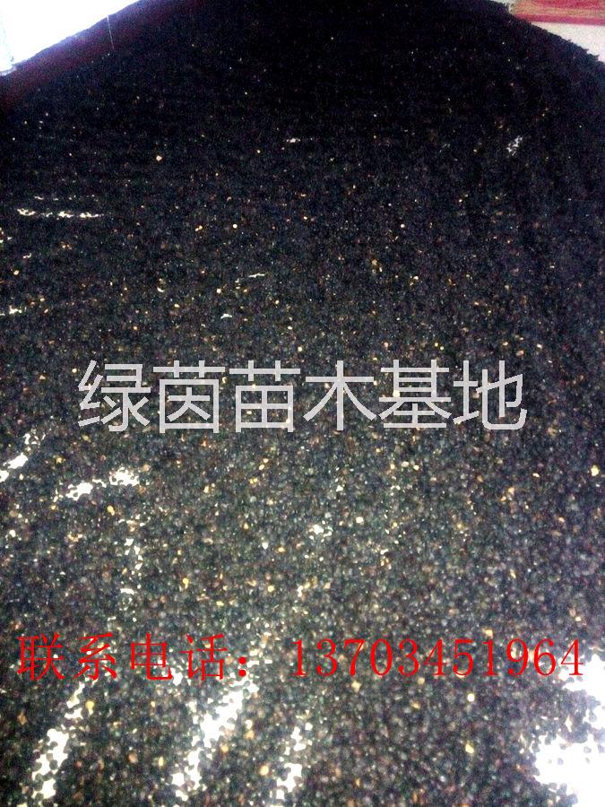 欒樹種子圖片/欒樹種子樣板圖 (2)