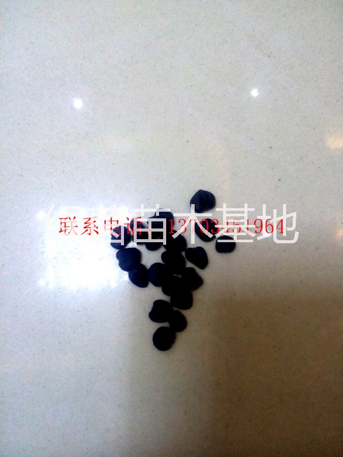 供應(yīng)辛夷種子流蘇種子欒樹種子