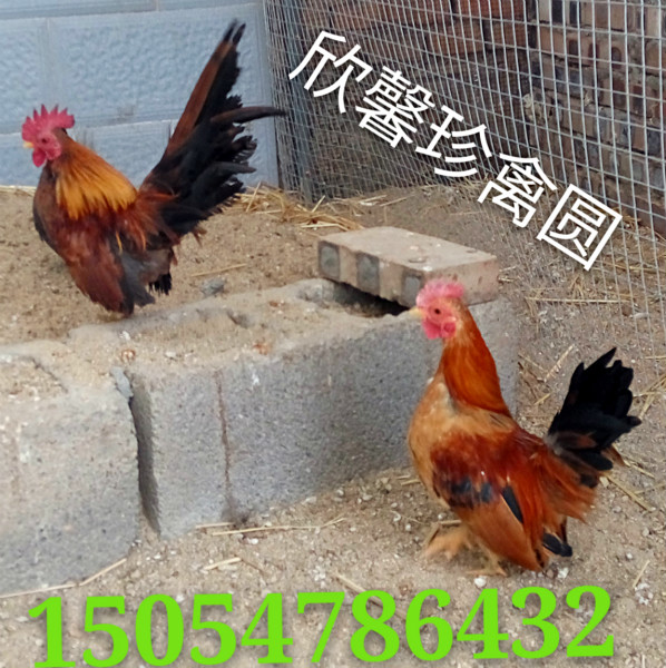 紅腹錦雞圖片/紅腹錦雞樣板圖 (3)