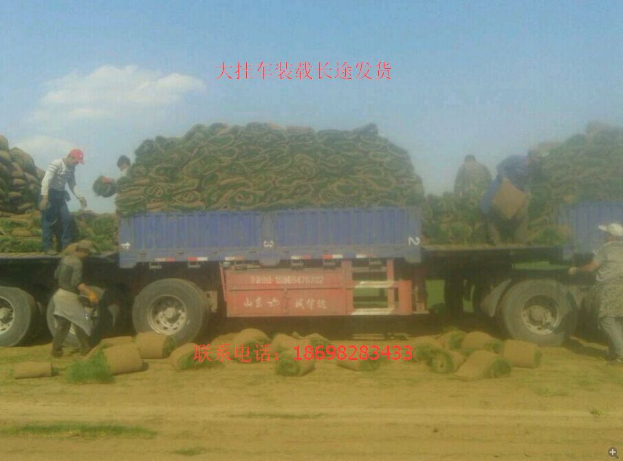 辽宁草坪灌木最全刺玫红瑞木紫丁香连翘小檗水蜡球金叶榆球辽宁草坪报价