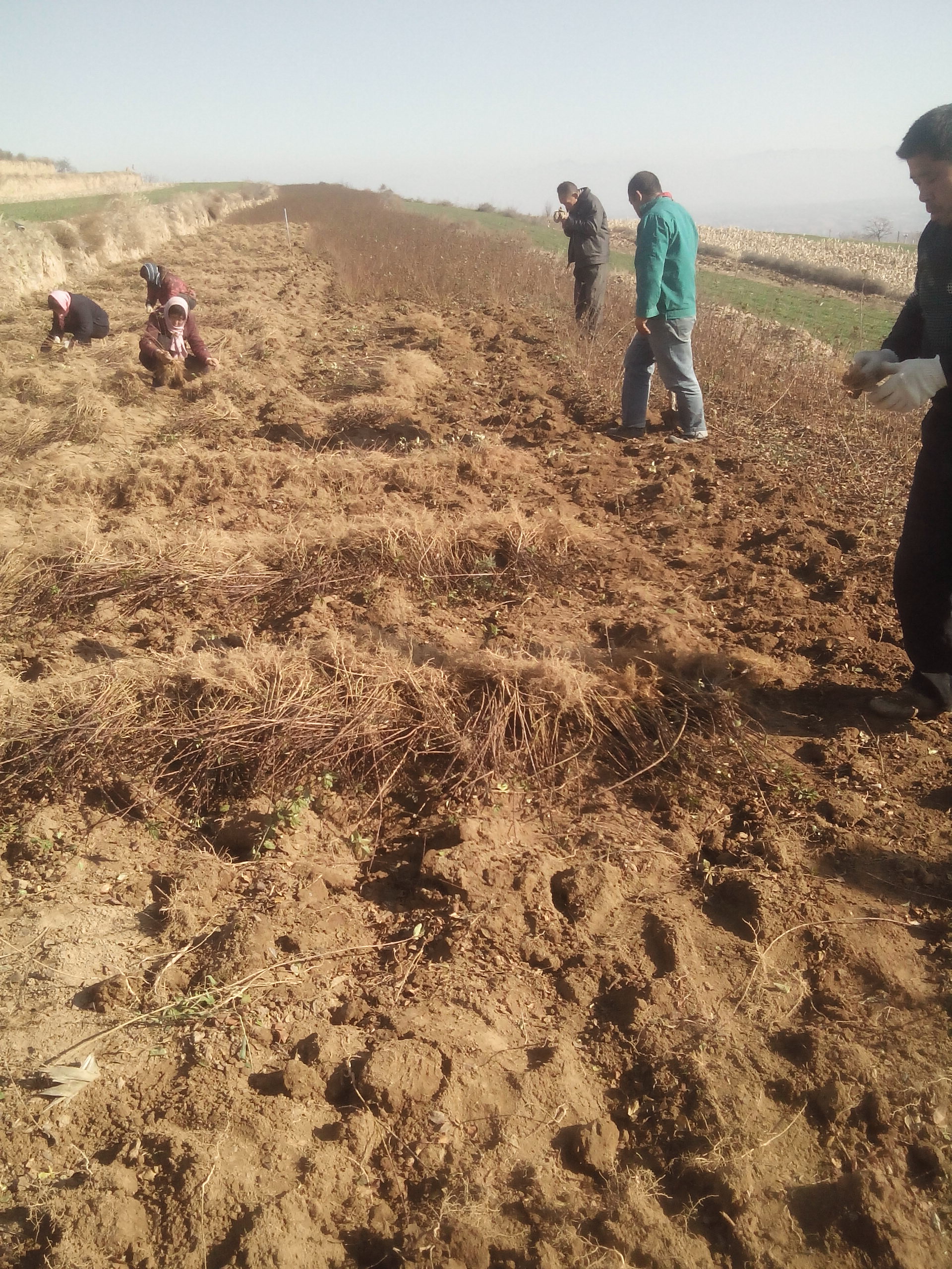 供應(yīng)用于藥用的*藥用連翹苗 山西連翹樹苗價格