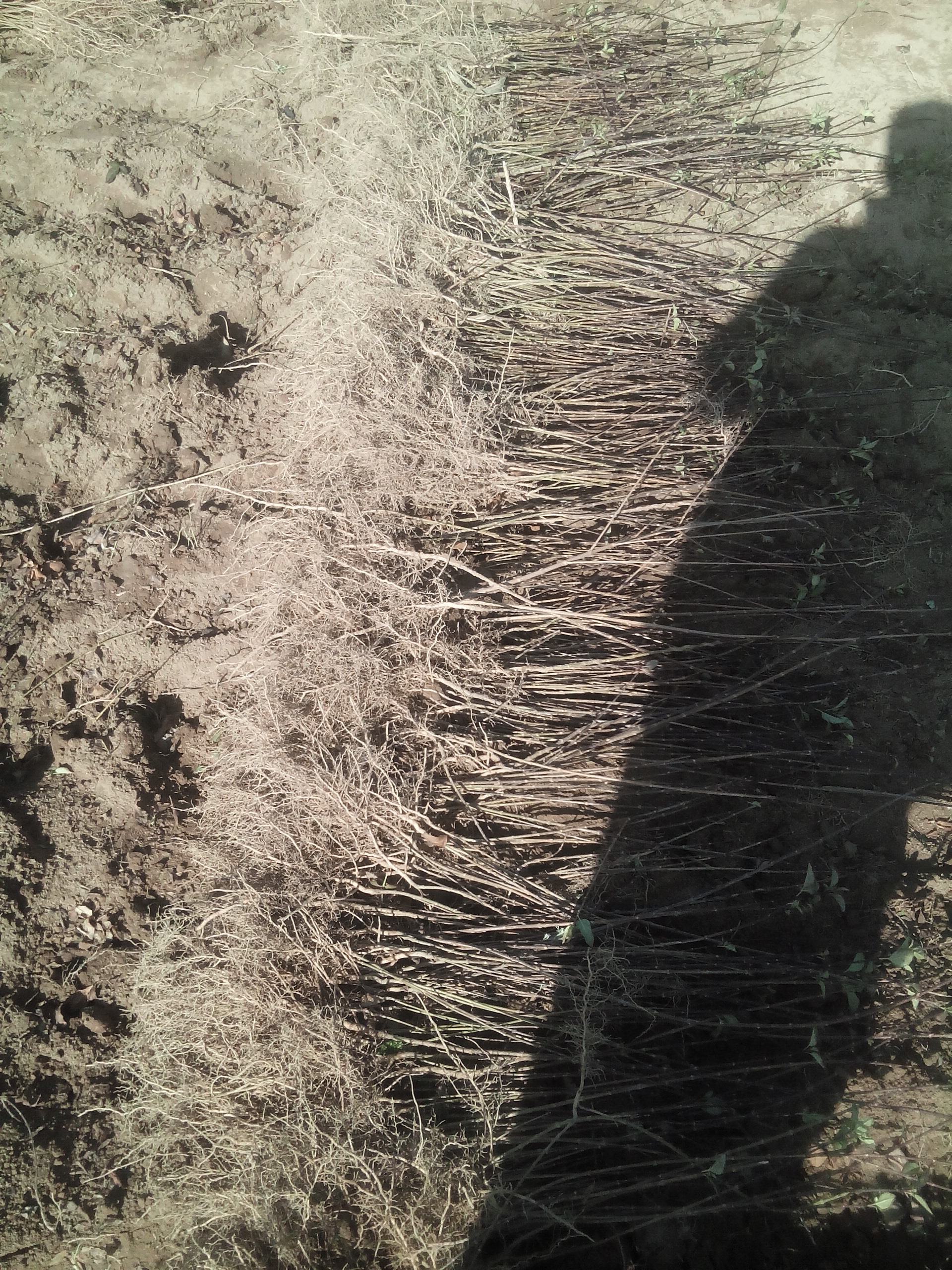 連翹苗圖片/連翹苗樣板圖 (1)