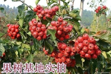出售山楂苗 供應山楂苗圖片