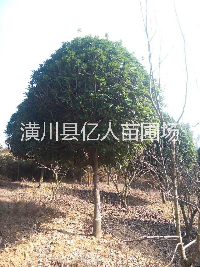 供應桂花，河南桂花，桂花價格，桂花產(chǎn)地，嫁接桂花，桂花苗