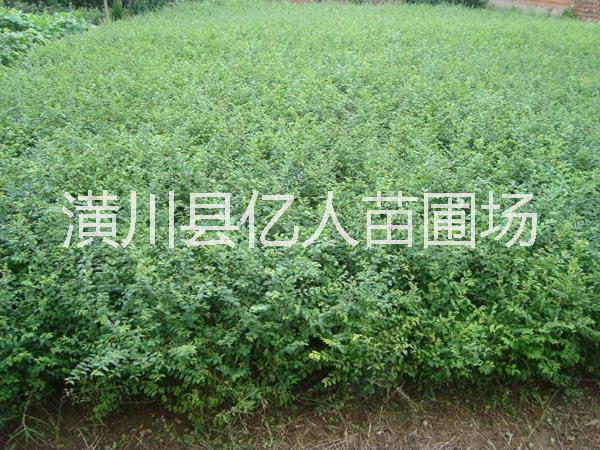 小葉女貞圖片/小葉女貞樣板圖 (2)