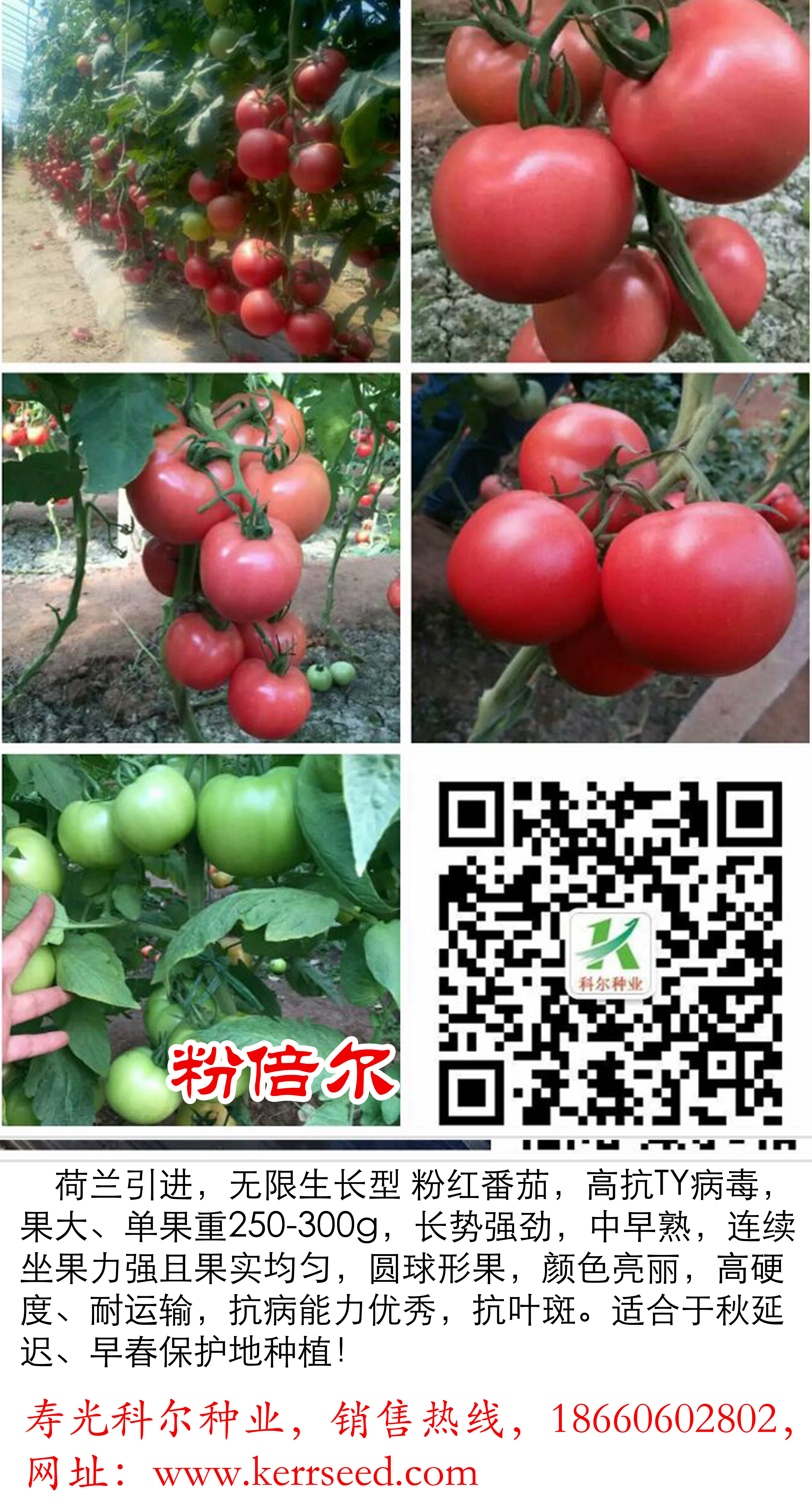 粉倍爾--抗病毒大果型西紅柿種子圖片