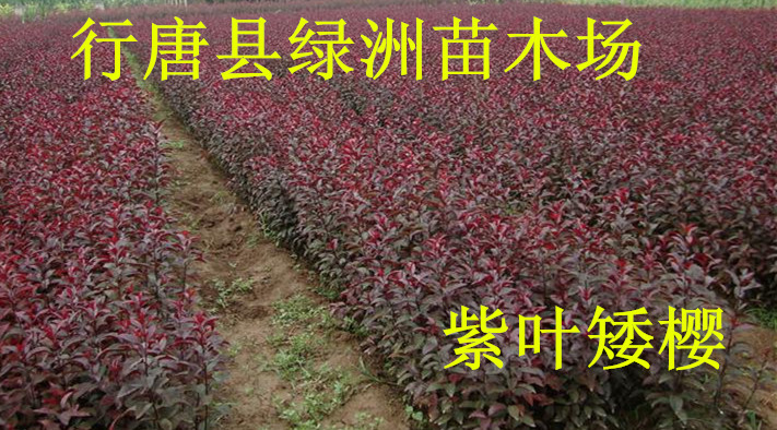 河北省出售紫葉矮櫻圖片
