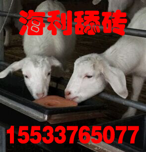 牛羊舔磚圖片/牛羊舔磚樣板圖 (2)