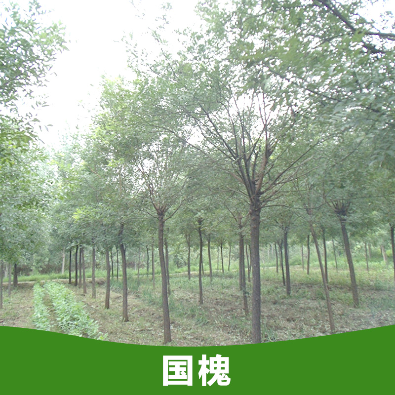 供應(yīng)國(guó)槐 國(guó)槐樹(shù)苗批發(fā) 大量?jī)?yōu)質(zhì)國(guó)槐苗 山東國(guó)槐種植基地