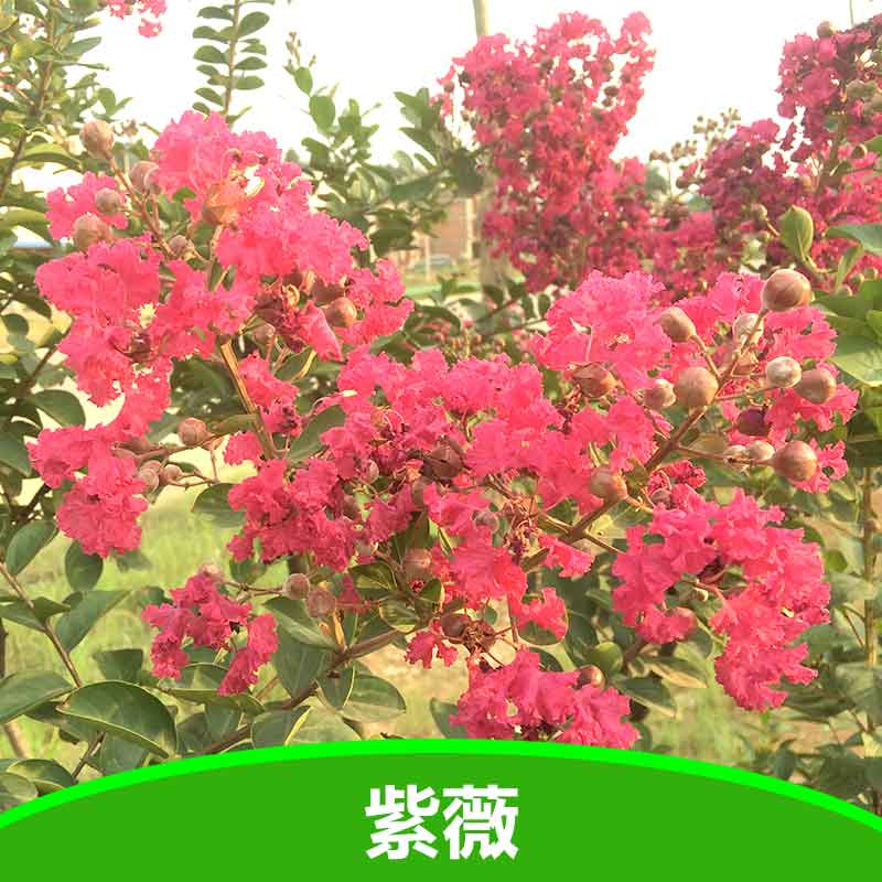 紫薇圖片/紫薇樣板圖 (4)