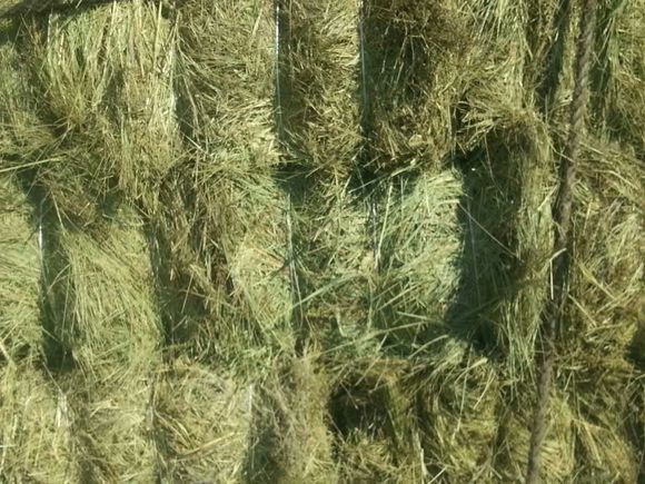 東北羊草 畜牧養(yǎng)殖牛馬羊吃的牧草圖片