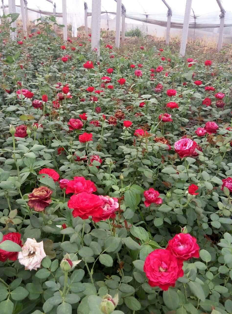 花卉綠植圖片/花卉綠植樣板圖 (3)