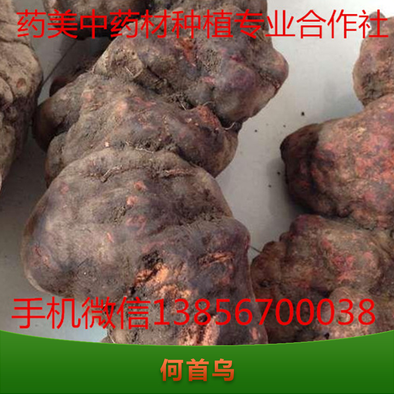 何首烏圖片/何首烏樣板圖 (3)