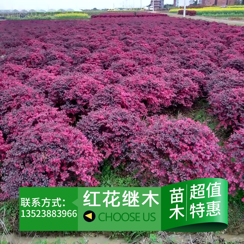 供应用于园林绿化的红花继木球 红花继木苗 红花继木种植苗圃图片