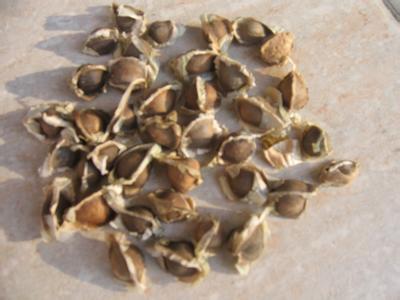 種子，植物圖片/種子，植物樣板圖 (1)