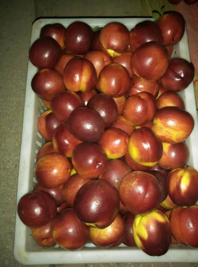 供應(yīng)用于銷售的安徽碭山縣葛集鎮(zhèn)油桃批發(fā)油桃