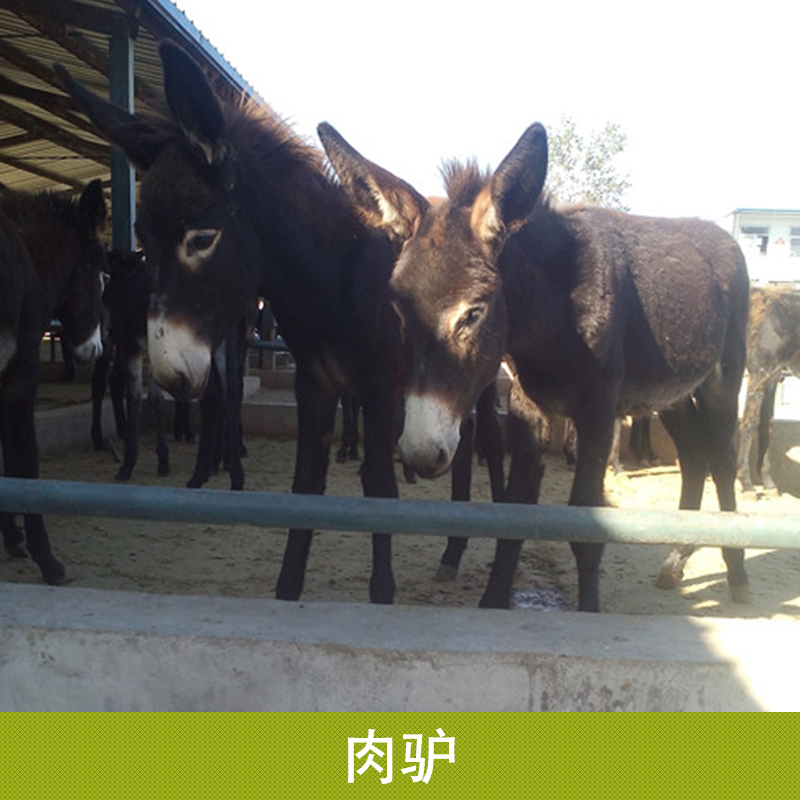 肉驢養(yǎng)殖基地供應德州驢養(yǎng)殖場 肉驢苗 肉驢專業(yè)養(yǎng)殖