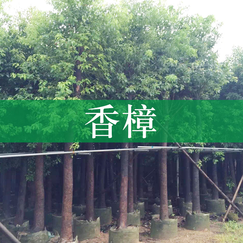 廣西香樟樹圖片/廣西香樟樹樣板圖 (3)
