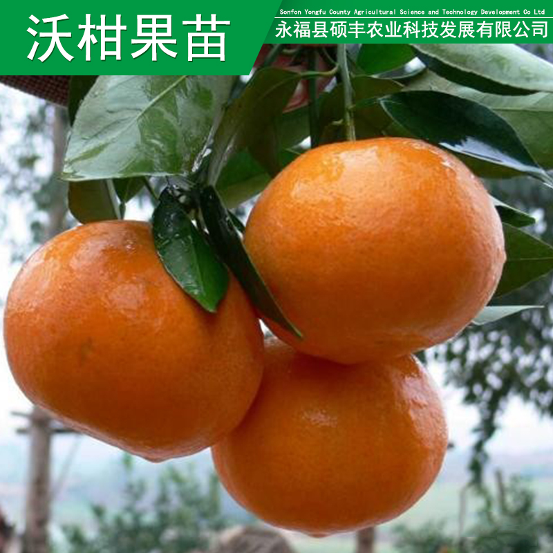 果苗圖片/果苗樣板圖 (1)