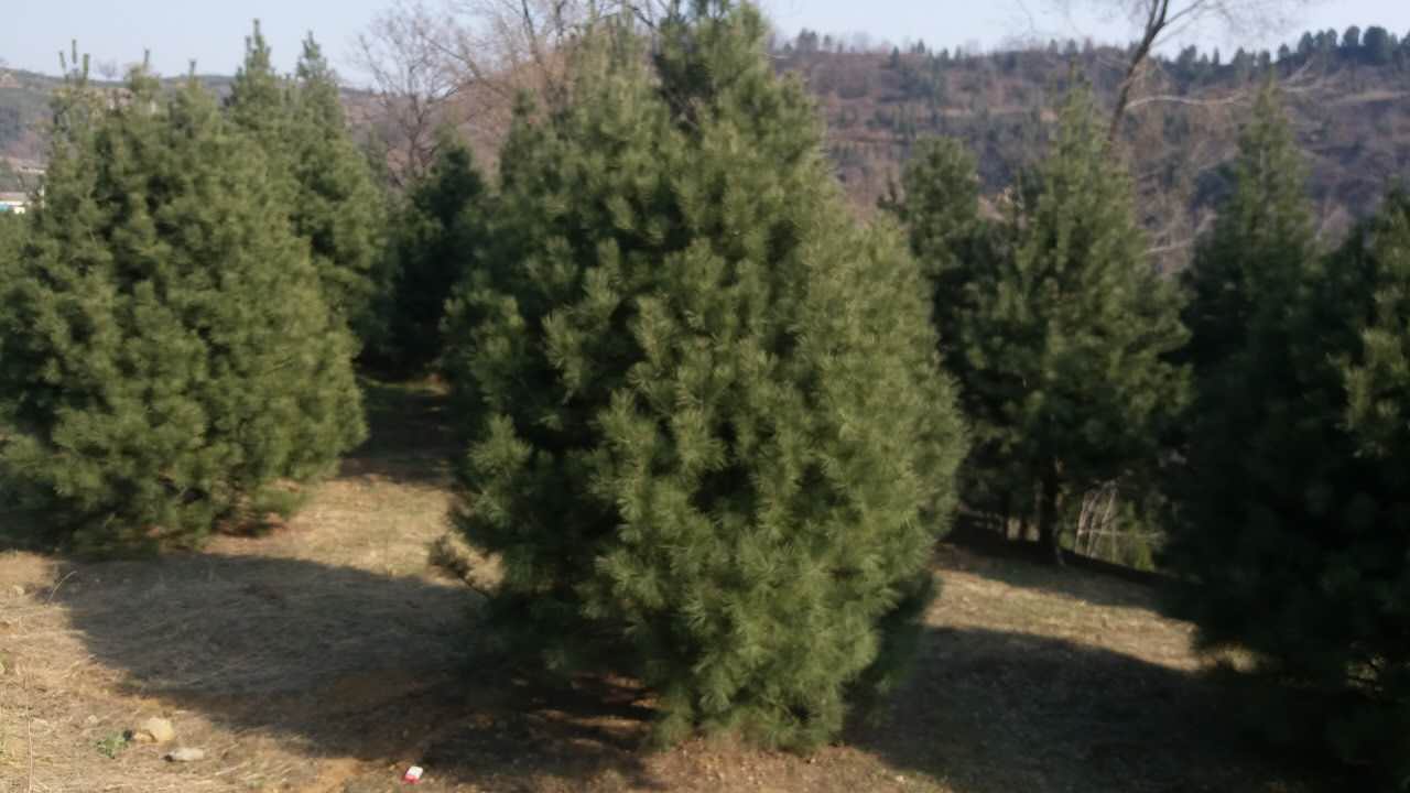 白皮松樹苗圖片/白皮松樹苗樣板圖 (4)