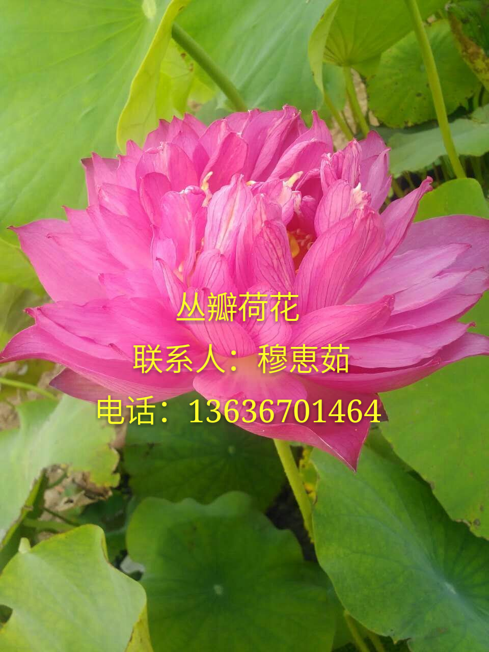 水生植物圖片/水生植物樣板圖 (4)