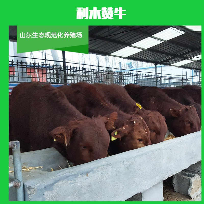 利木贊牛圖片/利木贊牛樣板圖 (3)