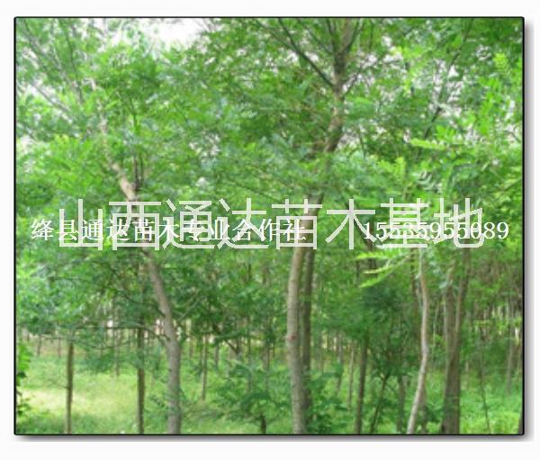 漳河柳 金絲柳 速生柳 旱柳圖片/漳河柳 金絲柳 速生柳 旱柳樣板圖 (4)