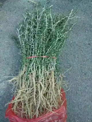 大量銷售黑枸杞苗圖片/大量銷售黑枸杞苗樣板圖 (3)