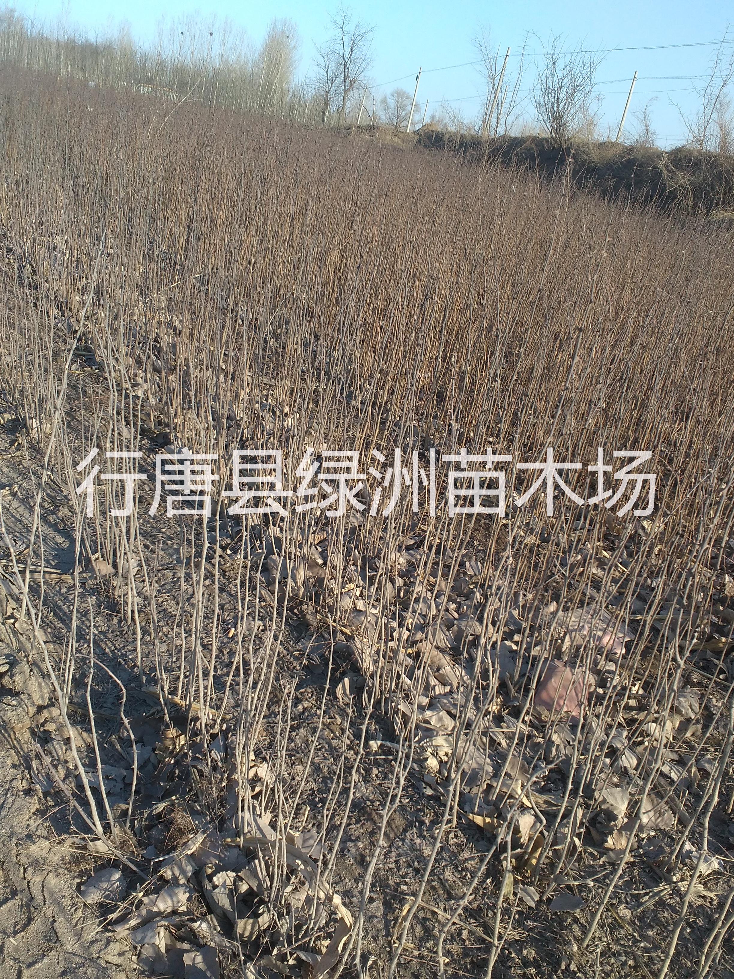 河北省果樹苗基地